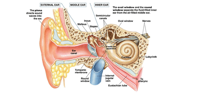 कान के रोगों के कारण